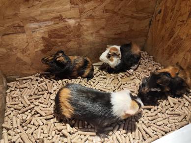 Guinea pig promo