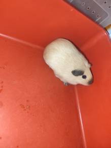 California guinea pig