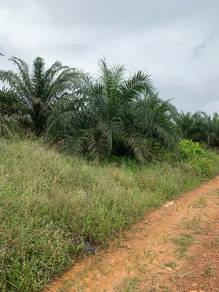 Agricultural-Land-for-sale-Kota-Tinggi-Johor-2