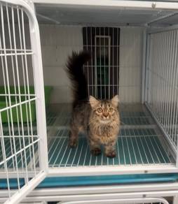 Tabby Munchkin kitten
