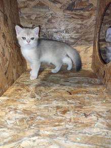 Baby British Short Hair