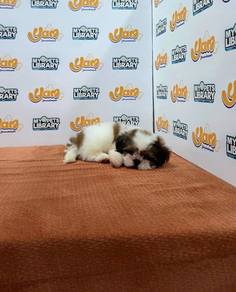 Shihtzu Girl Apple Head