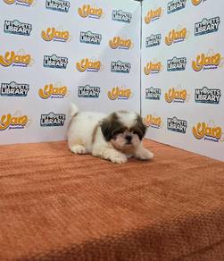Shihtzu Girl Apple Head
