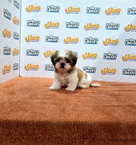 Shihtzu Girl Apple Head