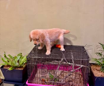 golden retriever