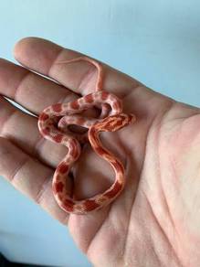 corn snake Amel original US 
