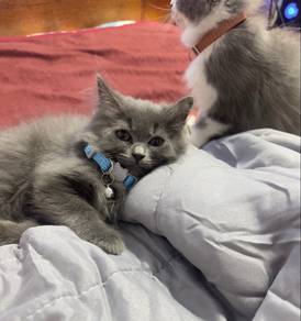 Cat for sales