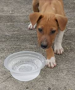 Free puppies for adoption