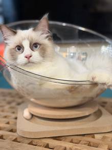 Bicolor ragdoll 