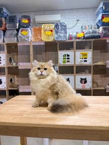 British long hair cat kitten can send Singapore