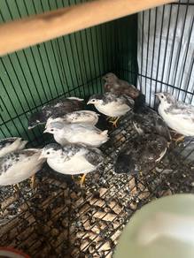 untuk dijual puyuh mini/puyuhjepun/ayam rutin