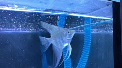 New Home for Bulgarian Angelfish