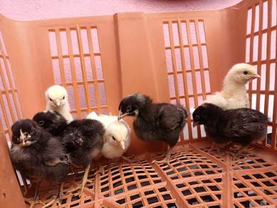 ayam penelur BPR /LIGHT SUSSEX