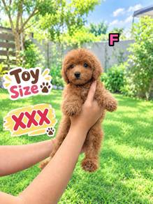 Toy Poodle Female