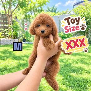 Toy Poodle Male  1 ( most cheapest in JB)