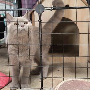 Bsh Lilac(Male)