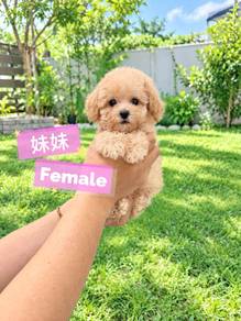 Tiny Poodle Female F2 ( most cheapest in JB)