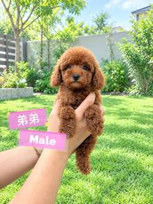 Tiny Poodle MALE M1 ( most cheapest in JB)