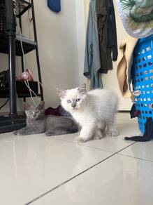 BSH RM & Siamese Kitten 