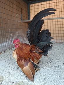Ayam Serama 
