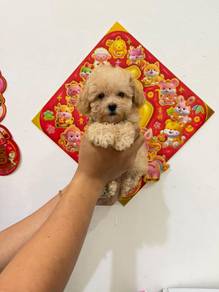 Tiny Poodle Female Cream ( Lowest Price In JB !!!)