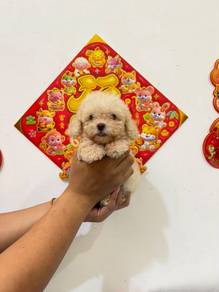 Tiny Poodle Cream White Male ( lowest price JB )