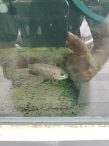 Tilapia percuma 