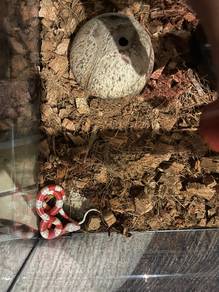 milk snake