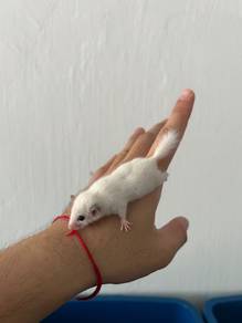 Dormouse Full White