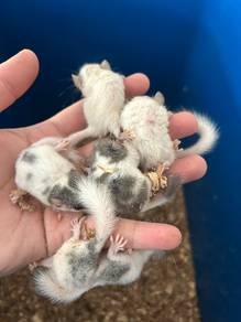Dormouse Heavy Pied