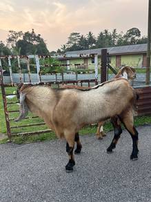 kambing jamlo