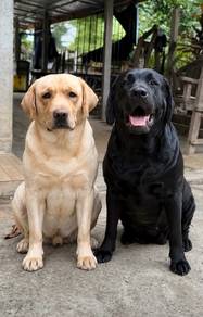 Labrador retriever i