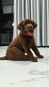 Labrador retriever o