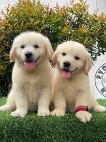 golden retriever p