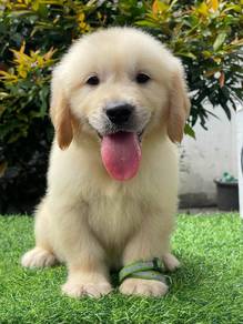 golden retriever a