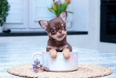 Chihuahua g