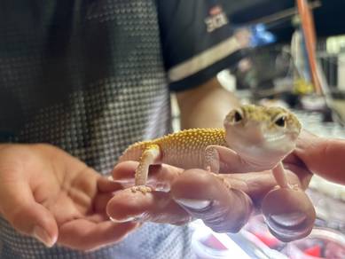 leopard gecko