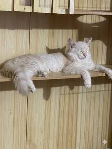 Mainecoon Jantan