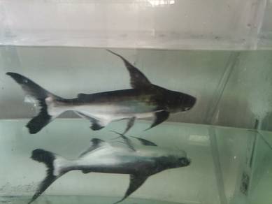 High fin patin