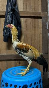 ayam baik