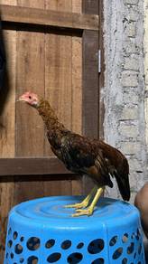 ayam 
