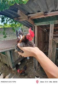 Ayam serama jual borong