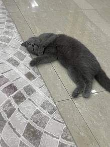 anak kucing / kitten (pre order)