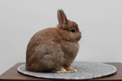nd rabbit