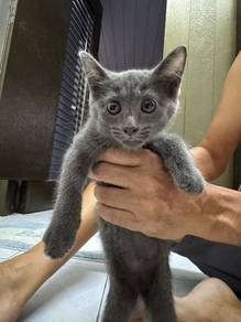 Two grey Short hair kitten