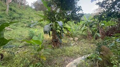 Dusun Durian Gred A at RELAU PAYA TERUBONG