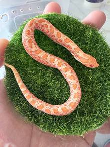 Albino Hognose Snake