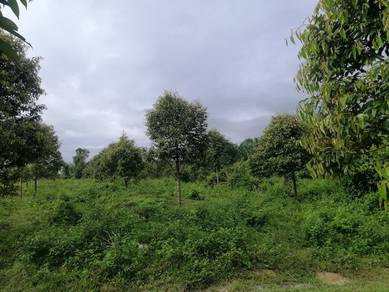 Durian orchard for sale