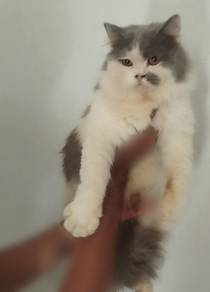 BLH Comel