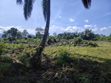 BUMI KELAPA SAWIT😊1.97ac KPG PAK DOLAH dekat KAMUNTING TOLL💕